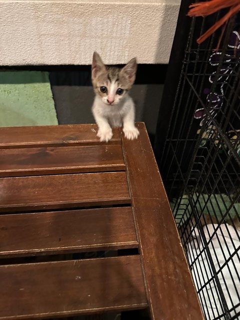 Cendol  - Domestic Short Hair Cat