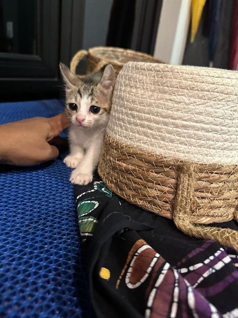 Cendol  - Domestic Short Hair Cat