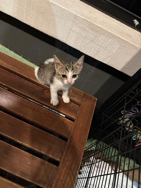 Cendol  - Domestic Short Hair Cat