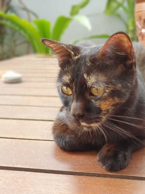 Pippa - Domestic Short Hair + Tortoiseshell Cat