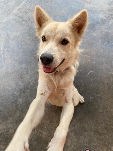 Jamie - Mixed Breed Dog