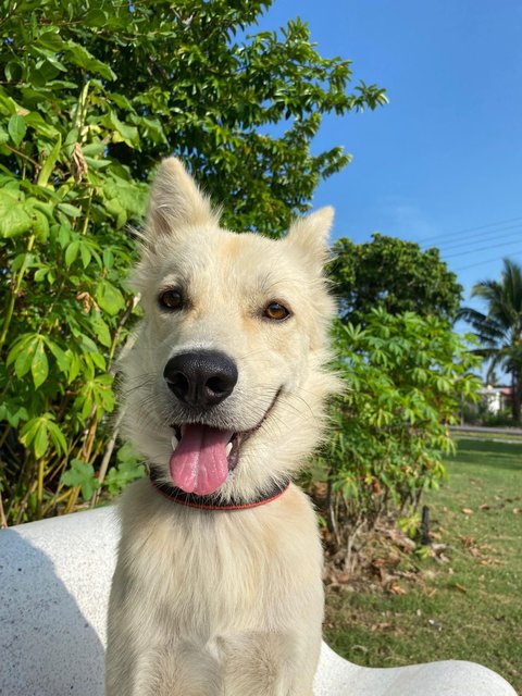 Jamie - Mixed Breed Dog