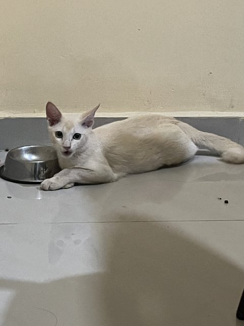 Jiju - Siamese + Domestic Short Hair Cat