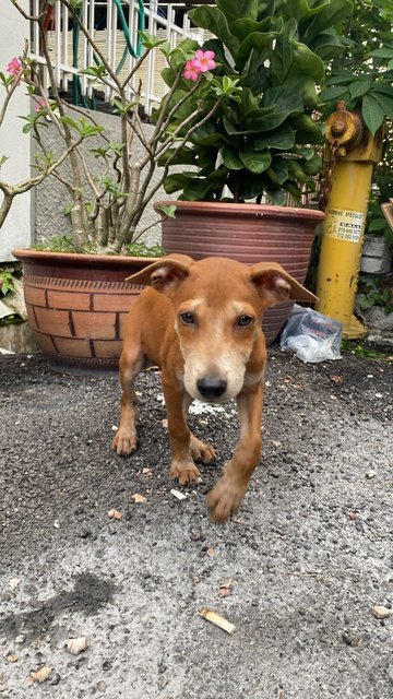 Benny - Mixed Breed Dog