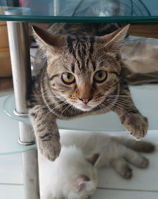 Popaul - British Shorthair + Domestic Long Hair Cat