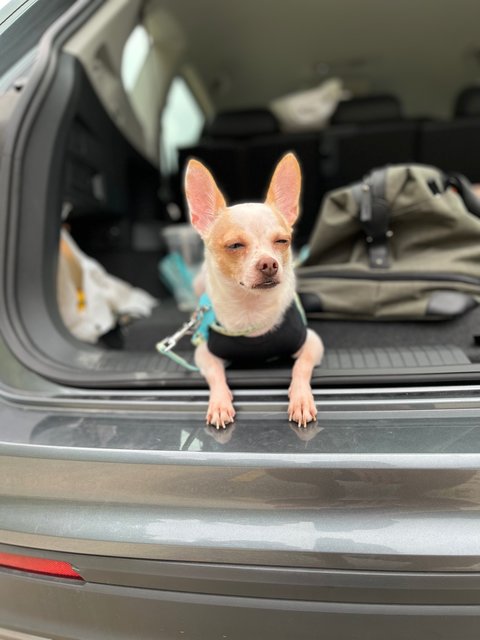 Oscar - Chihuahua Dog