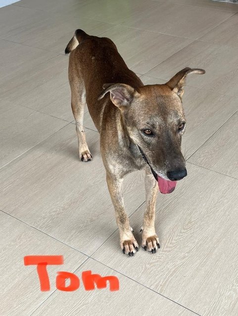 Tom - Mixed Breed Dog