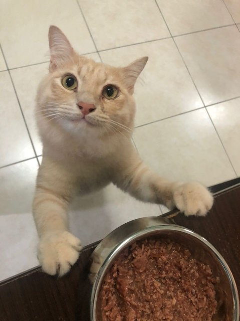 Fluffy - Domestic Short Hair + Maine Coon Cat