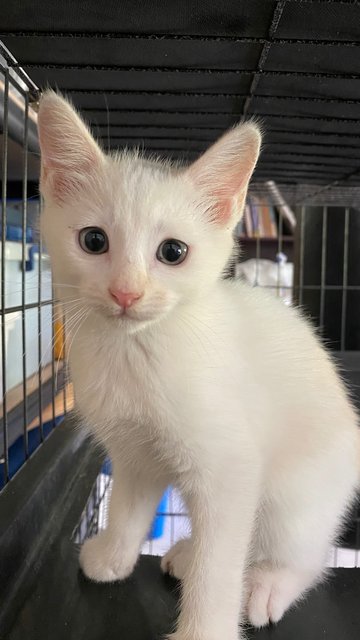 Mystery, Bradley &amp; Losh - Domestic Short Hair Cat