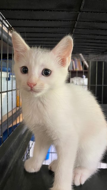 Mystery, Bradley &amp; Losh - Domestic Short Hair Cat