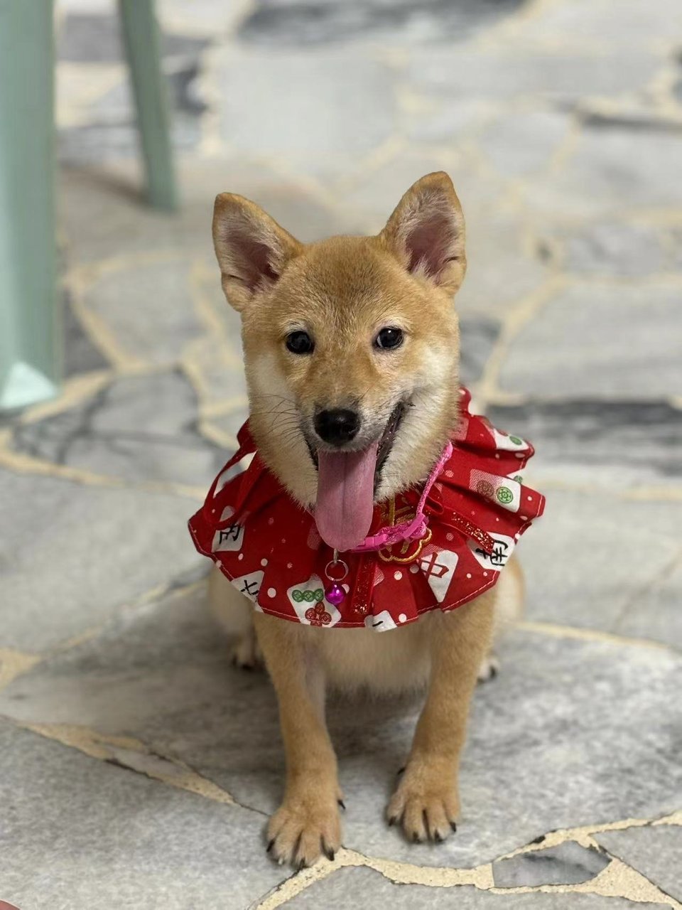 Ahcai  - Shiba Inu Dog