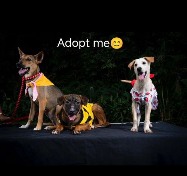 Adopt Me🤗💖 - Mixed Breed Dog