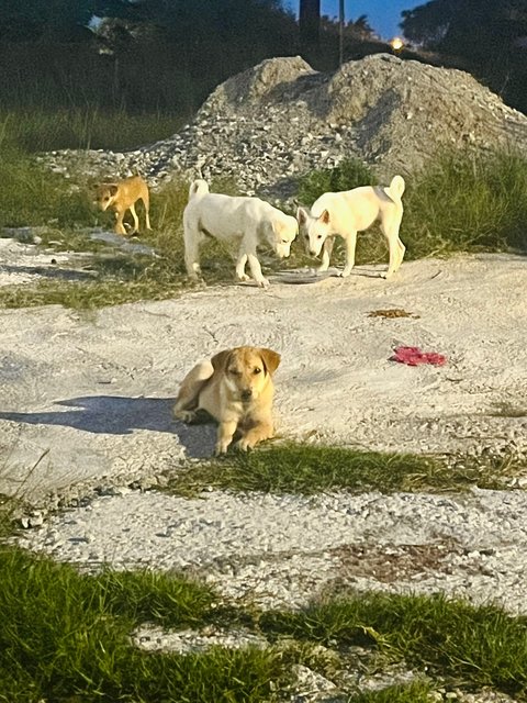 Lil Angels - Labrador Retriever Mix Dog