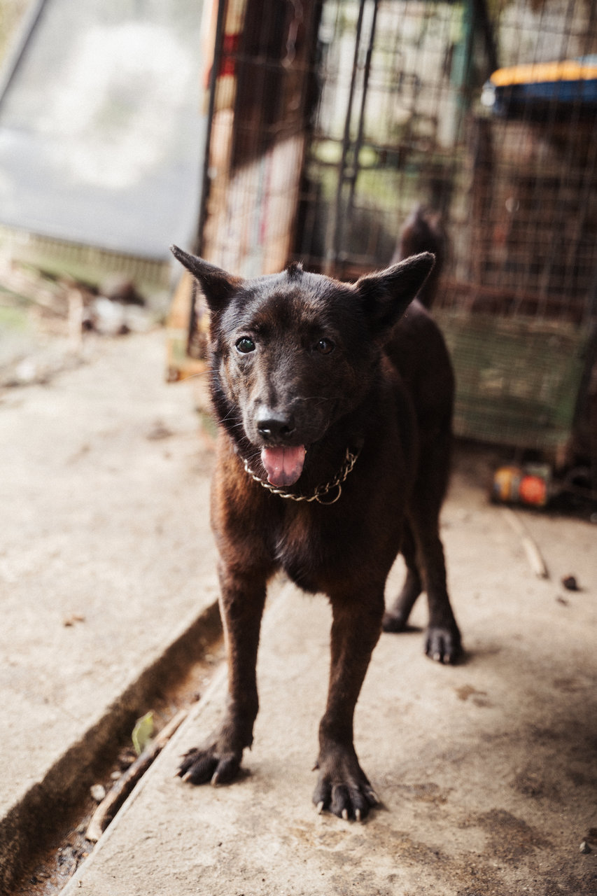 Chiwee - Mixed Breed Dog