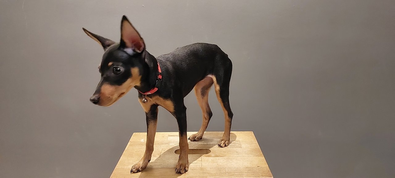 PF133371 - Miniature Pinscher Dog