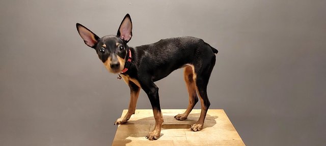 PF133371 - Miniature Pinscher Dog