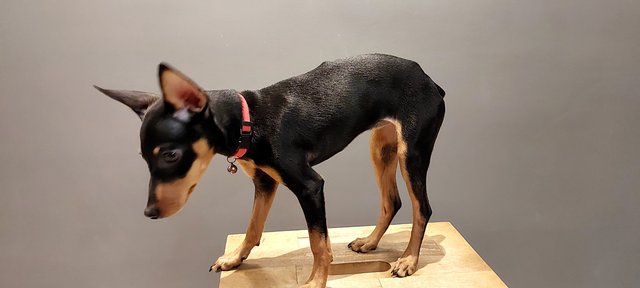 PF133371 - Miniature Pinscher Dog