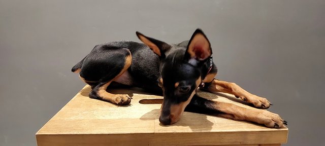 PF133371 - Miniature Pinscher Dog