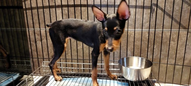 PF133371 - Miniature Pinscher Dog