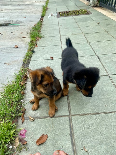 Ss3 Puppies - Mixed Breed Dog