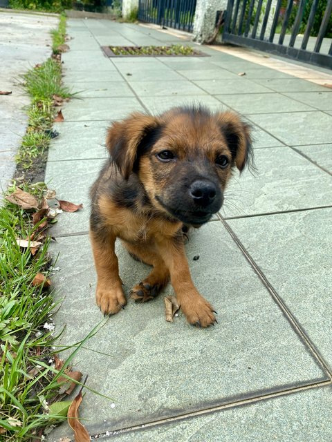 Ss3 Puppies - Mixed Breed Dog