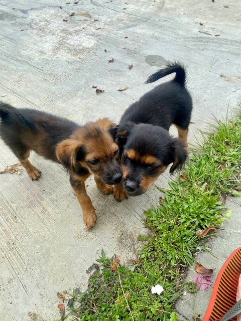 Ss3 Puppies - Mixed Breed Dog