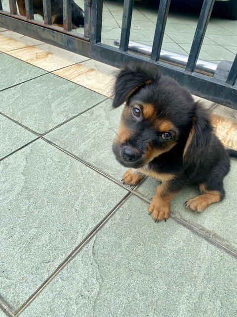 Ss3 Puppies - Mixed Breed Dog