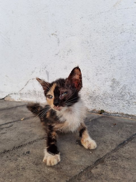 Coco - Domestic Long Hair Cat