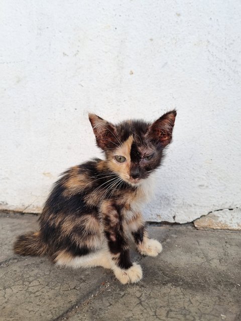 Coco - Domestic Long Hair Cat