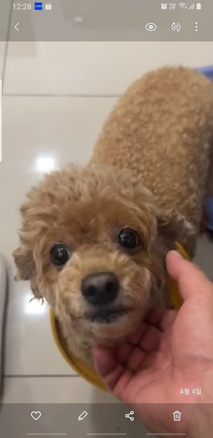 Sarang - Poodle Dog