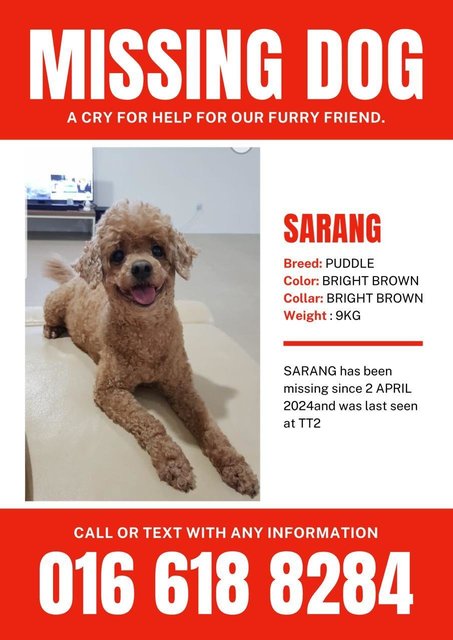 Sarang - Poodle Dog