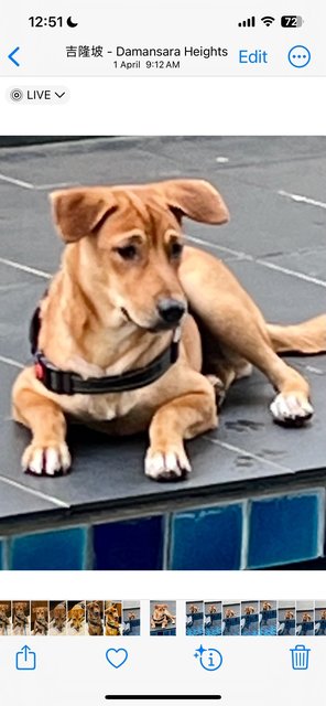 Bobo Brodie - Mixed Breed Dog
