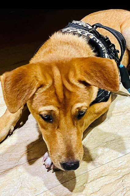 Bobo Brodie - Mixed Breed Dog