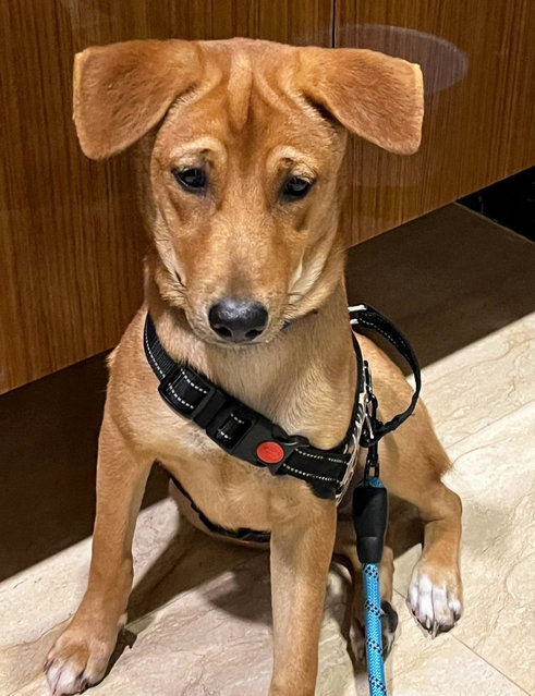 Bobo Brodie - Mixed Breed Dog