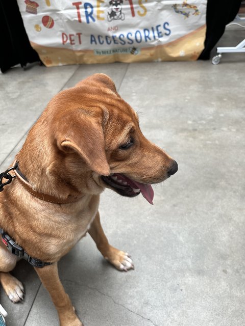 Bobo Brodie - Mixed Breed Dog