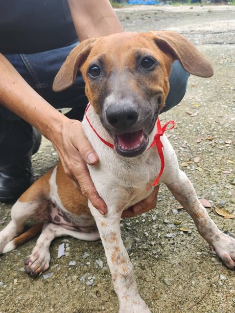 Girl 2 - Rhodesian Ridgeback Mix Dog