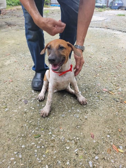 Girl 2 - Rhodesian Ridgeback Mix Dog