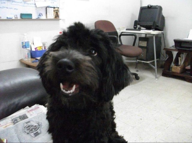 O O - Shetland Sheepdog Sheltie + Poodle Dog