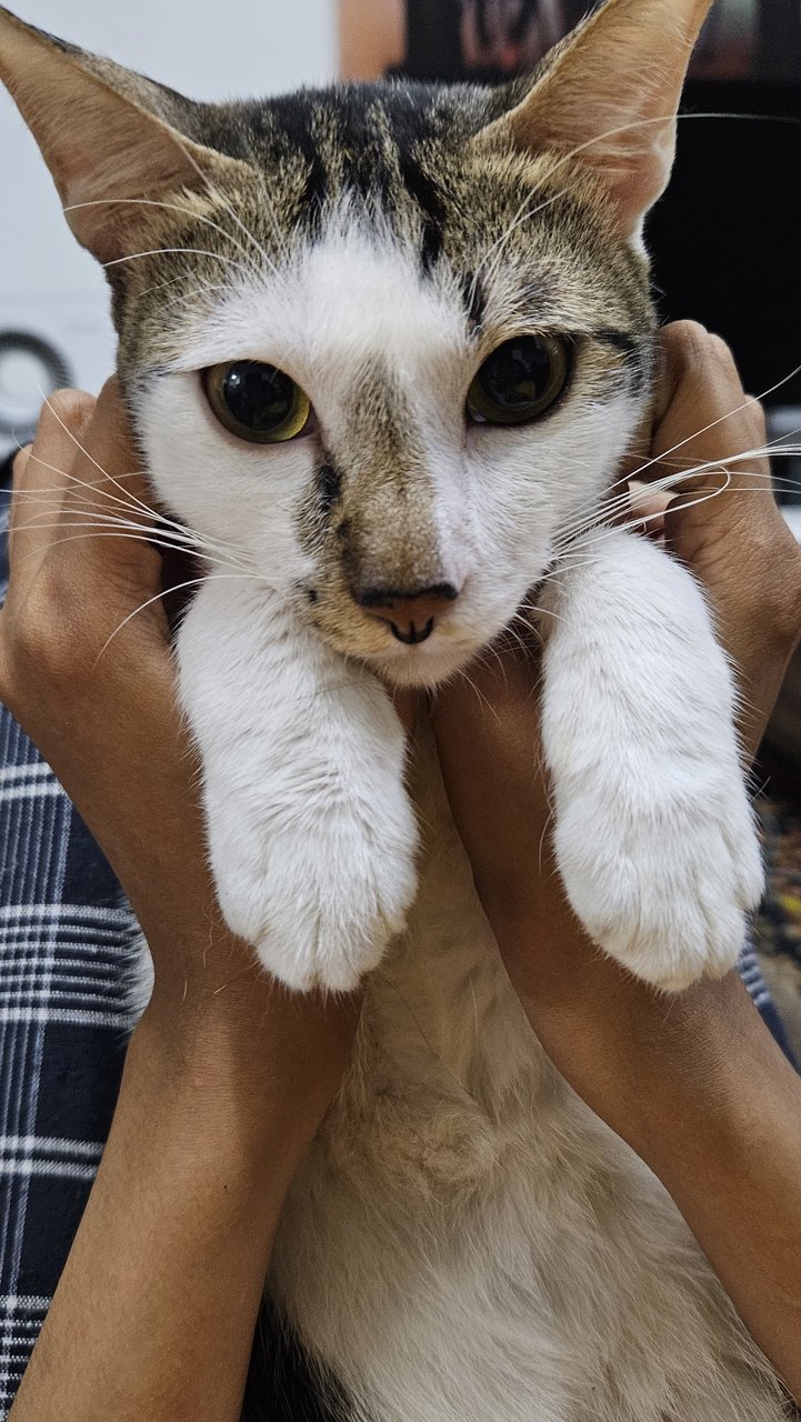 Dotty - Tortoiseshell Cat