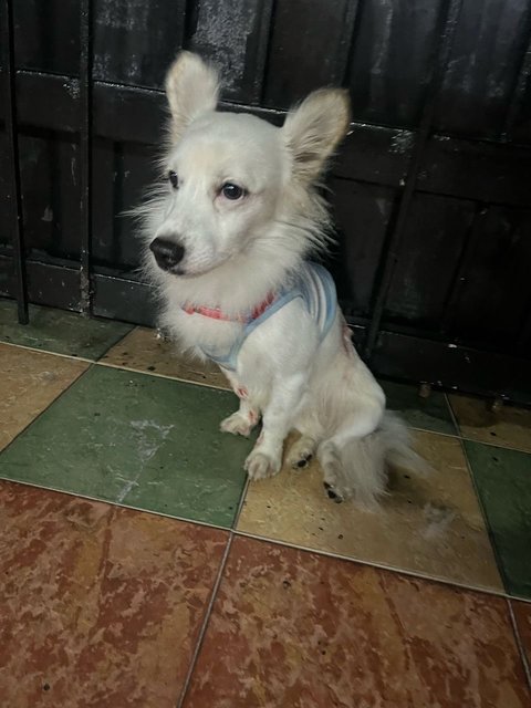 Snoopy - Mixed Breed Dog