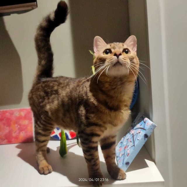 Handsome The Bengal - Bengal + Domestic Medium Hair Cat