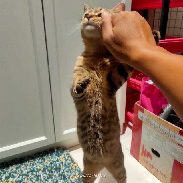 Handsome The Bengal - Bengal + Domestic Medium Hair Cat