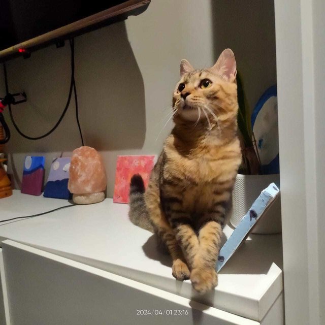 Handsome The Bengal - Bengal + Domestic Medium Hair Cat