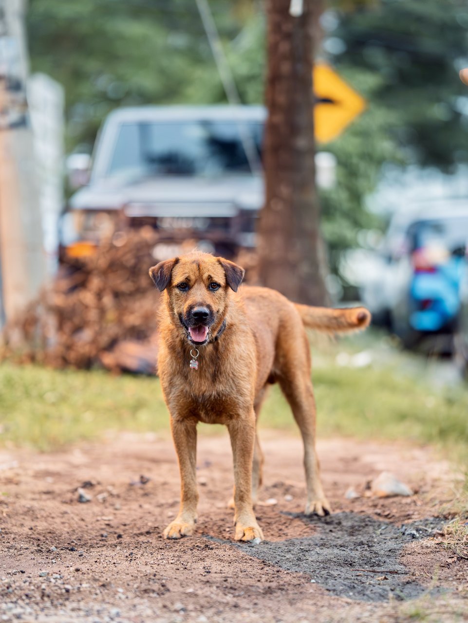 Charlie - Mixed Breed Dog