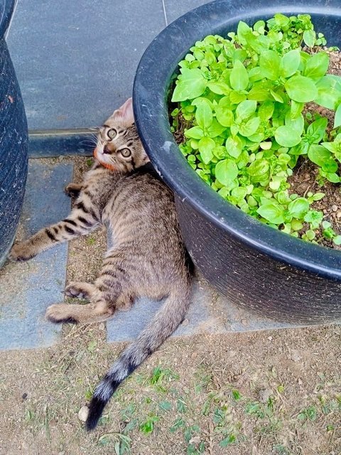 Bengal Mixed Drinks 😻 - Domestic Short Hair Cat