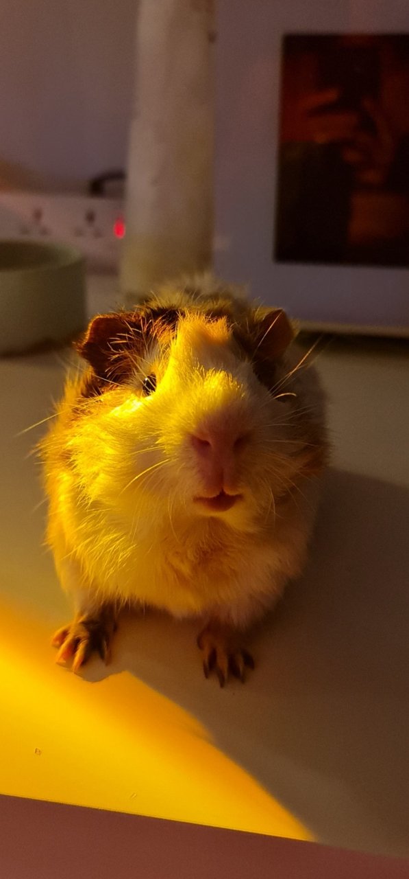 Arturito And Paquito - Guinea Pig Small & Furry