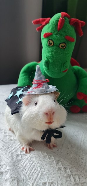 Arturito And Paquito - Guinea Pig Small & Furry