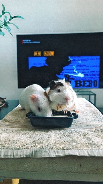 Arturito And Paquito - Guinea Pig Small & Furry