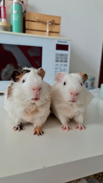 Arturito And Paquito - Guinea Pig Small & Furry