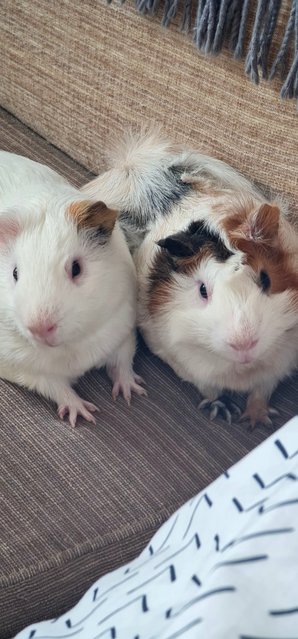 Arturito And Paquito - Guinea Pig Small & Furry